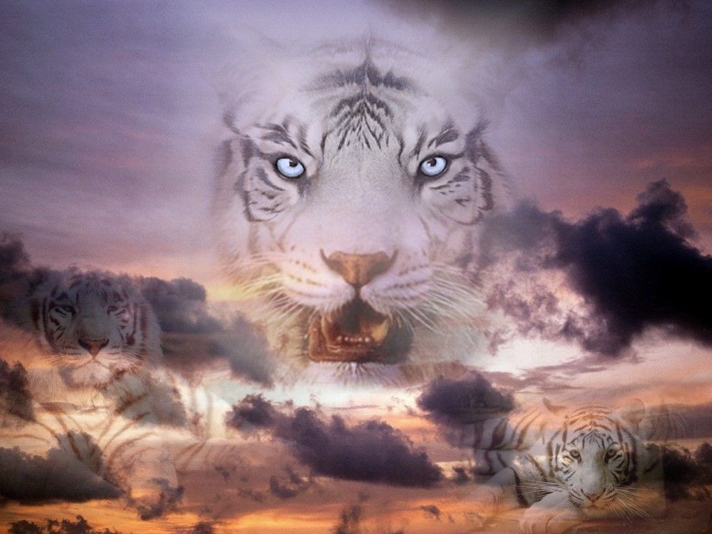 Un Superbe Bébé Tigre Blanc Du Bengale un superbe bébé tigre blanc